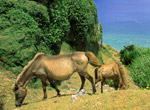 東崎のヨナグニ馬